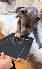 Stress Free Nail Care Board for Dogs