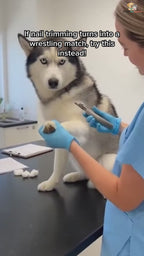 Stress Free Nail Care Board for Dogs